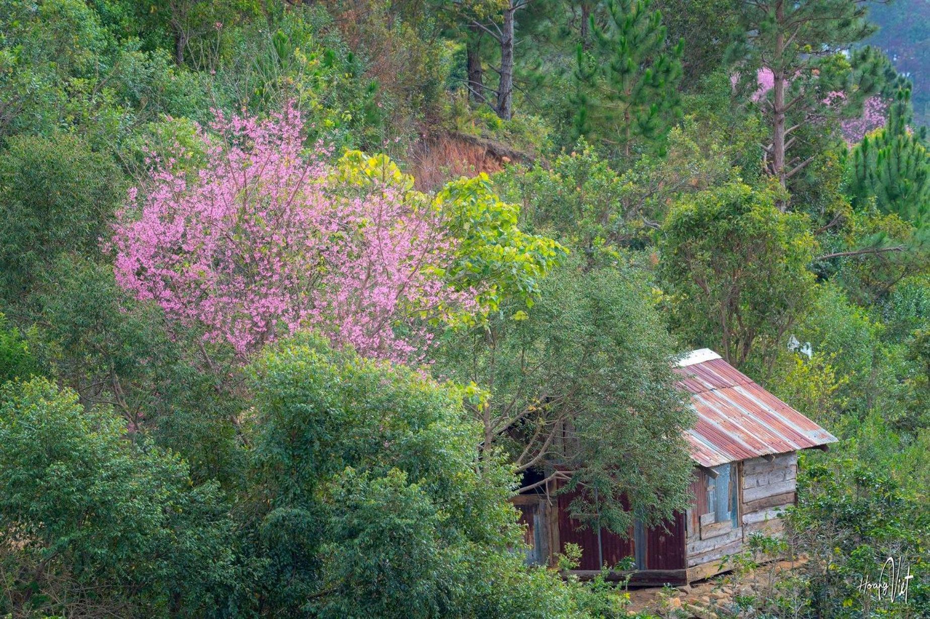 Moc Nhien Hostel Đà Lạt Ngoại thất bức ảnh